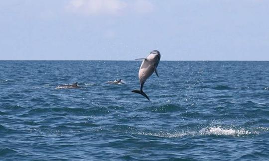 dolphin watching tour kalpitiya.