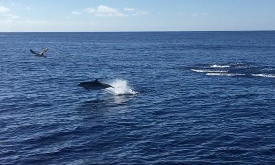 Excursion d'une demi-journée pour observer la faune et les baleines au départ de Ponta Delgada