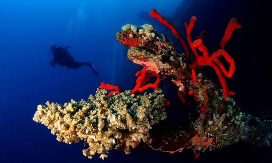 Diviértete con una clase de buceo y un recorrido por la gobernación de Aqaba, Jordania.