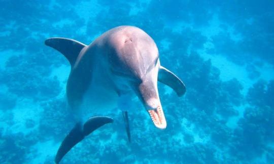 Passez un moment inoubliable avec les dauphins à Hurghada, en Égypte