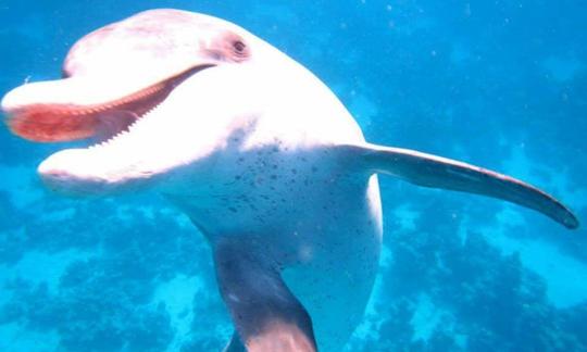 Passez un moment inoubliable avec les dauphins à Hurghada, en Égypte