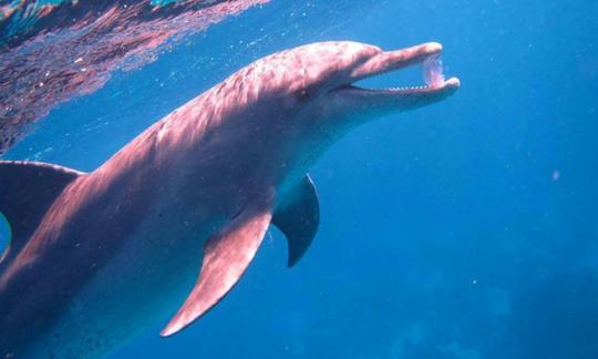 Passez un moment inoubliable avec les dauphins à Hurghada, en Égypte