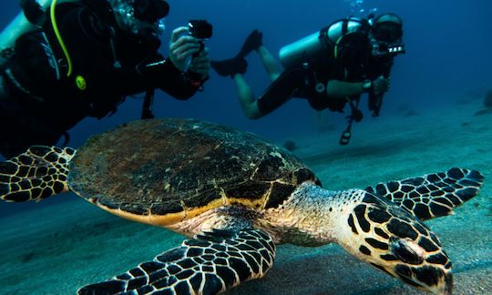 Enjoy the underwater paradise in Eilat, Israel