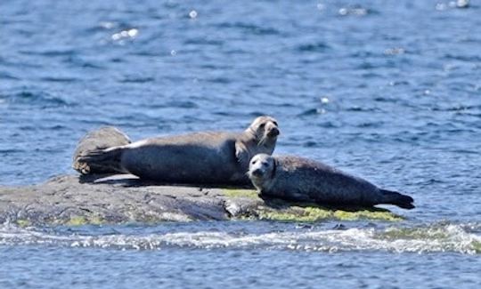 Join us on a seal safari!