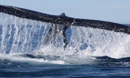 Amazing Whale Watching Private Tour in Cape Town, Western Cape