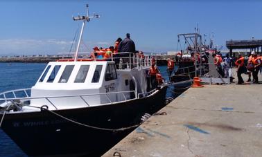 Amazing Whale Watching Private Tour in Cape Town, Western Cape