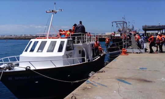 Amazing Whale Watching Private Tour in Cape Town, Western Cape