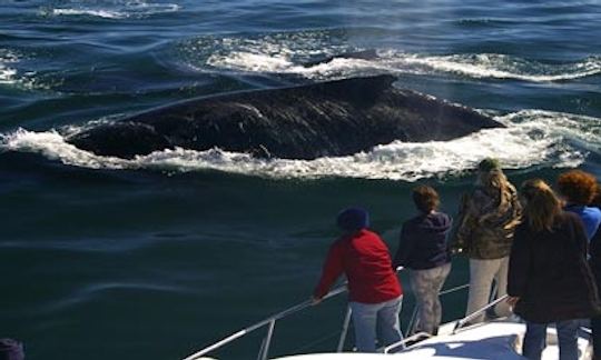 Amazing Whale Watching Private Tour in Cape Town, Western Cape