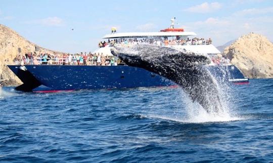 Excursions incroyables à Cabo San Lucas sur un grand catamaran de luxe