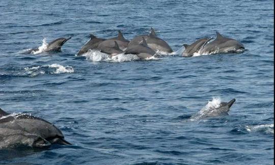 Have An Amazing Experience Of Dolphin Tour And Snorkeling In Lovina Bali