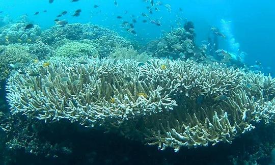 Disfruta de una hermosa experiencia de buceo en Gerokgak, Bali