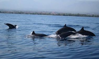 Profitez d'une merveilleuse expérience d'observation des dauphins à Buleleng, à Bali