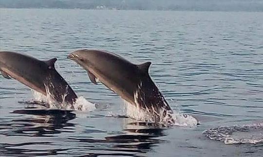 Desfrute de uma maravilhosa experiência de observação de golfinhos em Buleleng, Bali