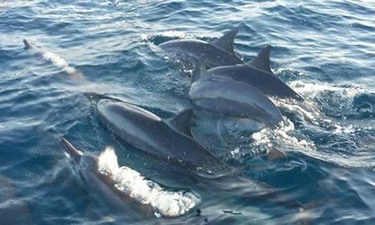 La mejor experiencia de observación de delfines y ballenas en Buleleng, Bali