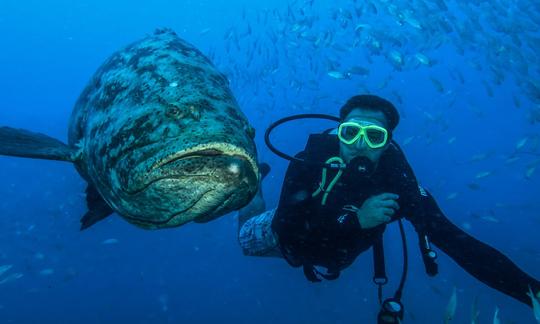 Scuba Diving Trips for Beginner and Advanced Divers in Maragogi, Brazil