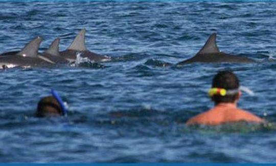 Reserve un tour de observación de delfines en Rivière Noire, Mauricio