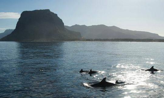 Emocionante recorrido con delfines en Rivière Noire, Mauricio