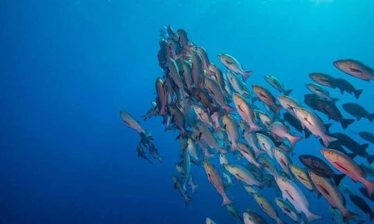 Découvrez pleinement la beauté sous-marine des Palaos !