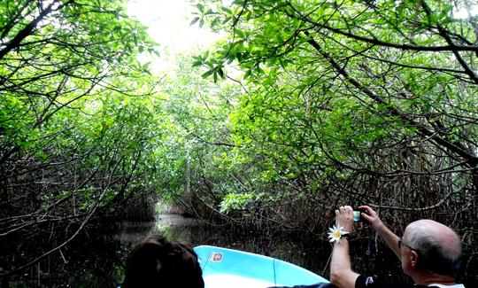 Mangrove Lagoon