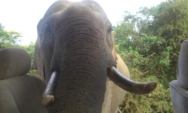 Safári de vida selvagem em Udawalawe saindo de Bentota