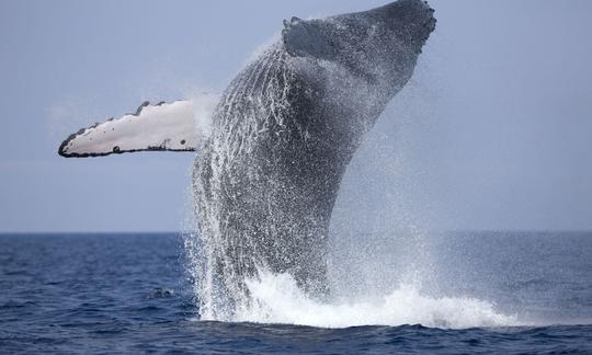 Whale Watching from Bentota