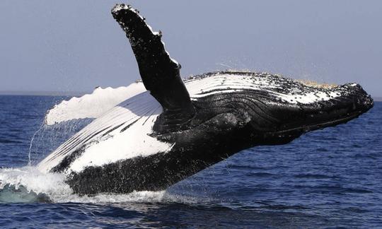 Whale Watching from Bentota