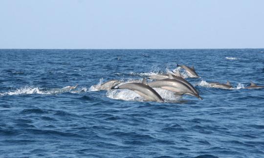 Whale Watching from Bentota