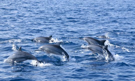 Whale Watching from Bentota