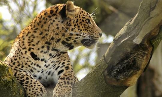 Safari en Yala desde Bentota