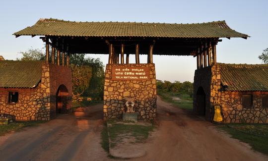 Safari en Yala desde Bentota