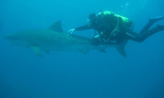 Safari de buceo con tiburones en Sudáfrica y Mozambique