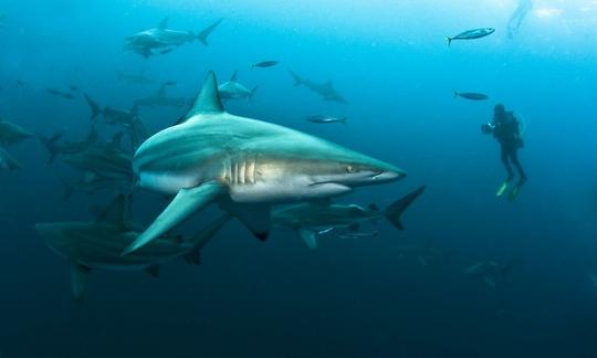 Safari de buceo con tiburones en Sudáfrica y Mozambique