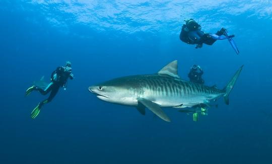 Safari de buceo con tiburones en Sudáfrica y Mozambique