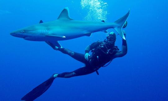 Safari de buceo con tiburones en Sudáfrica y Mozambique