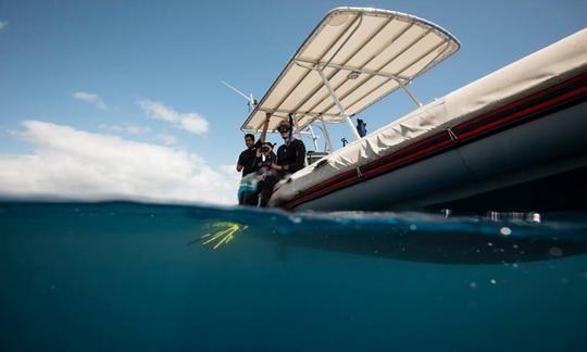 Excursiones de buceo en barco y viaje de observación de ballenas jorobadas en Taravao, Polinesia Francesa