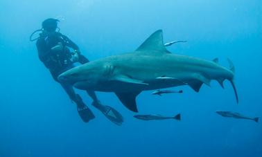 Safari de buceo con tiburones de 11 días en Sudáfrica y Mozambique