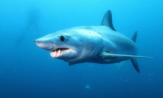 Mako shark