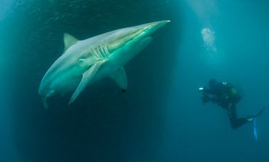 Diving the Sardine Run with Discovering Africa Safaris