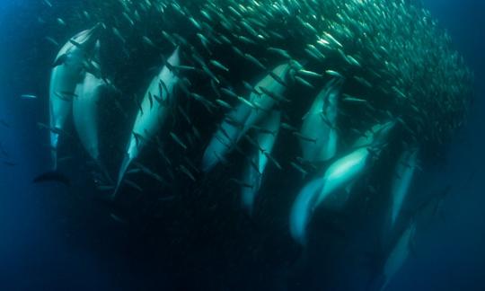 Common dolphins on baitball.