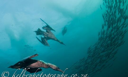 Cape gannets.