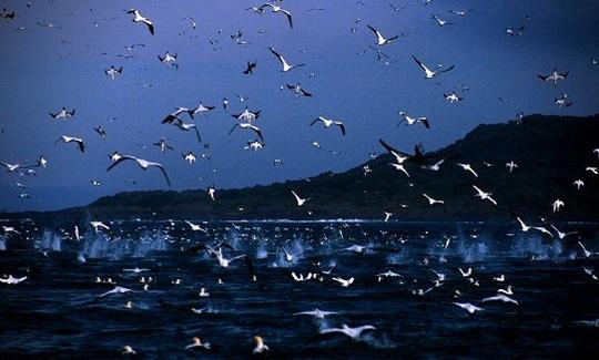 Cape Gannets