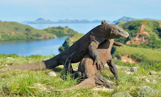 Cruzeiro live aboard de luxo em Bulan Purnama em Phinisi pelo Parque Nacional de Komodo