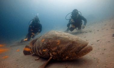 Plongez dans les profondeurs de la mer avec nous !