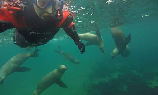 Faites de la plongée en apnée avec des otaries à Puerto Piramides, en Argentine