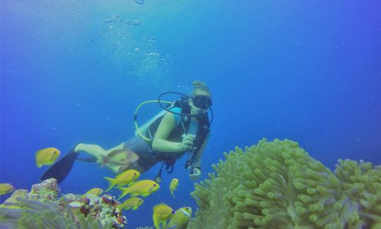 Una increíble experiencia de buceo para hasta 20 personas en Maafushi, Maldivas