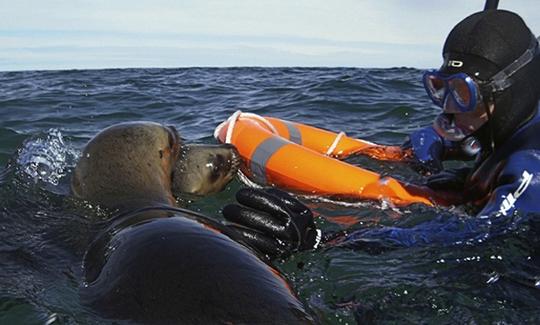 Faites de la plongée en apnée avec des otaries à Puerto Piramides, en Argentine