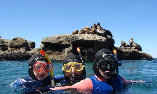 Faites de la plongée en apnée avec des otaries à Puerto Piramides, en Argentine