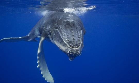 Majestic Sri Lankan Blue Whales