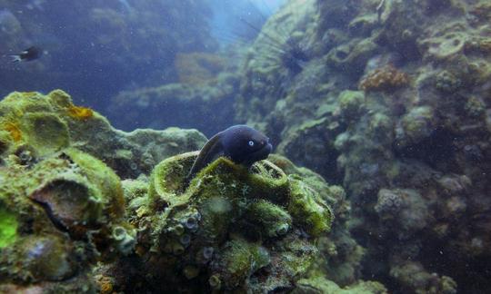 Viaje de buceo y clases para 2 personas en Sarawak, Malasia