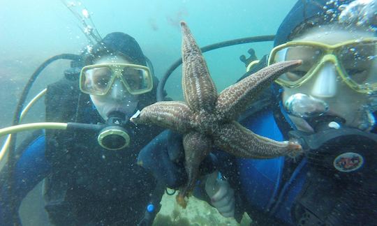 Scuba Diving Lesson with Experienced Instructor in Puerto Madryn, Argentina